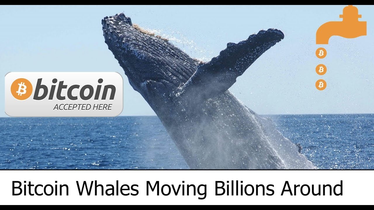 منصة Whales Trader